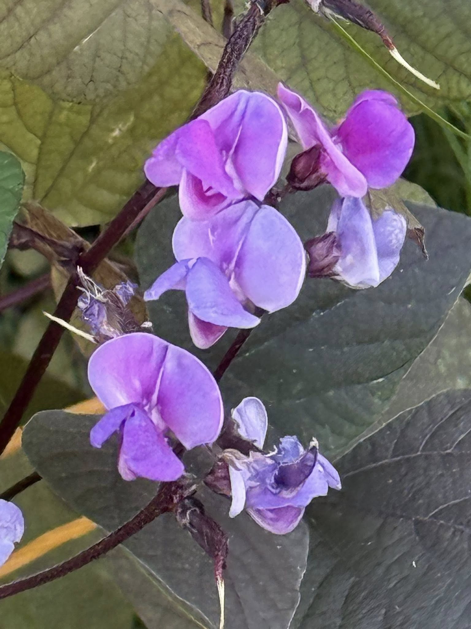 Flowers E