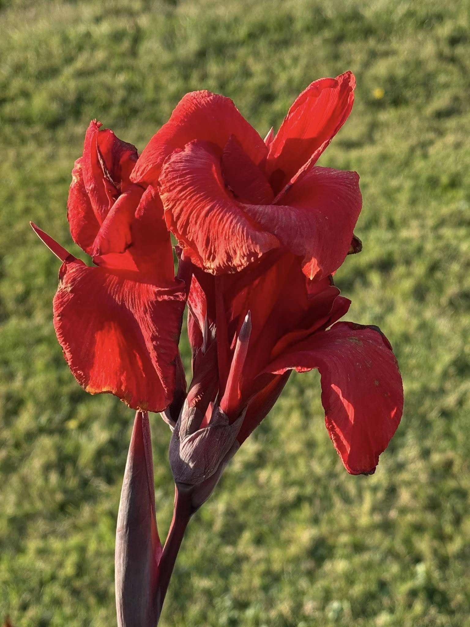 Flowers D