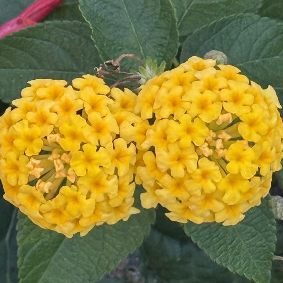 Flowers B