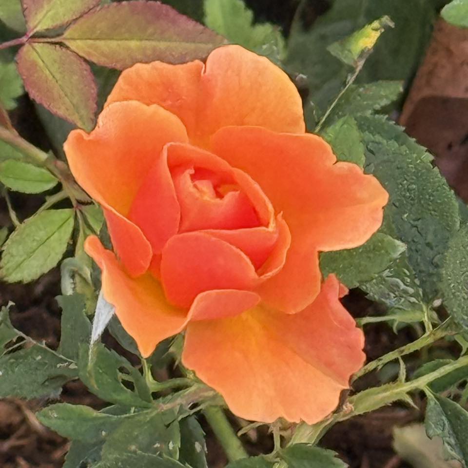 Flowers A