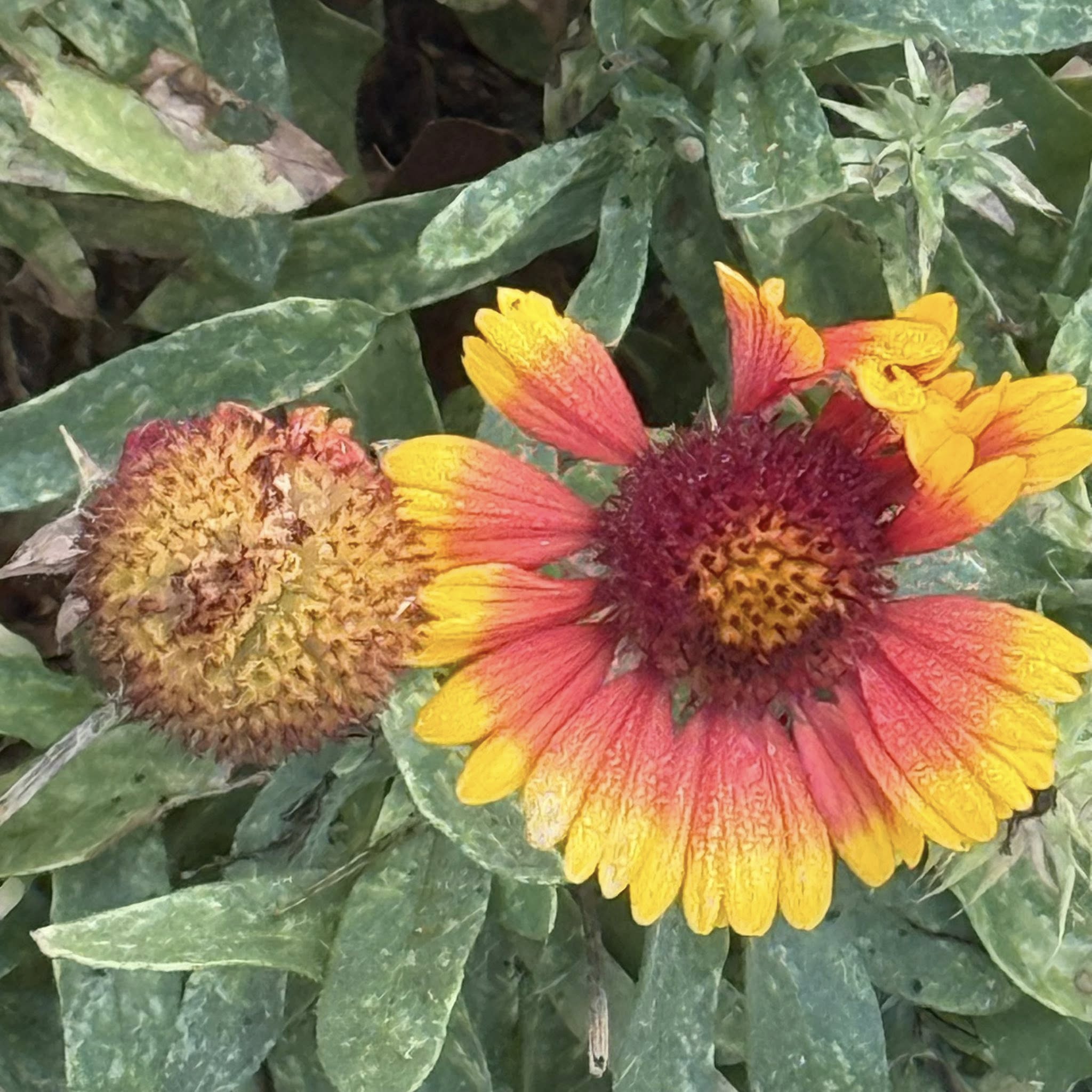Flowers C